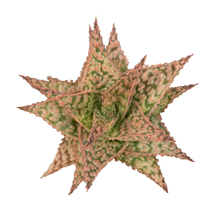 Aloe 'Firecracker' PP33,031