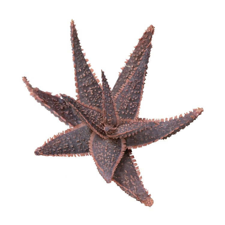 Aloe 'Purple Haze' PP32,604