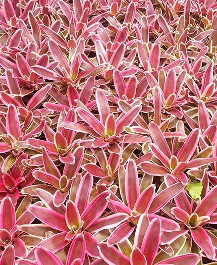 Bromeliad Neoregelia 'Raphael'