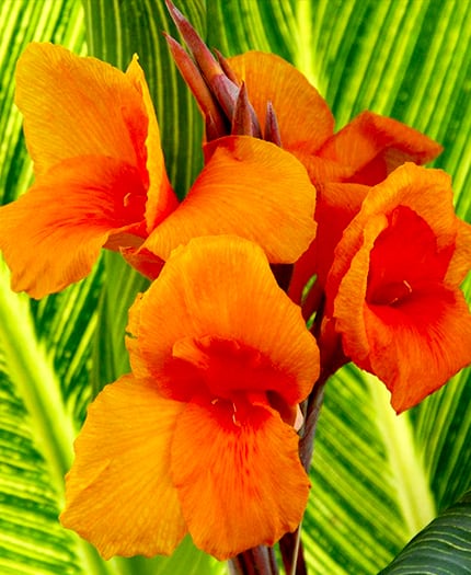 Canna Sun Splash