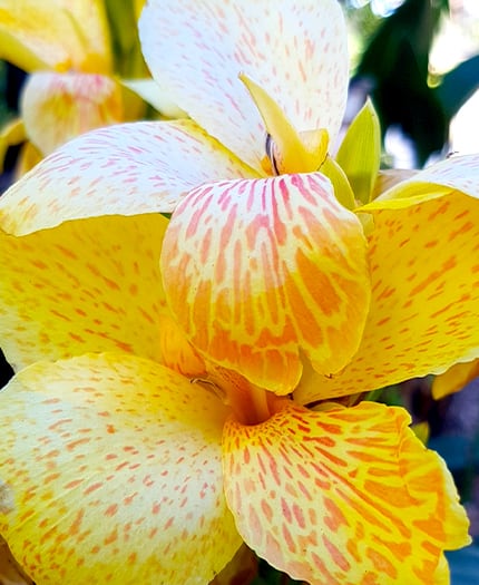 Canna Electric Lemonade