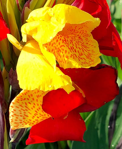 Canna Kaleidoscope