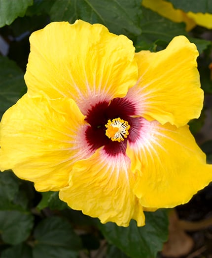 Hibiscus Pineapple