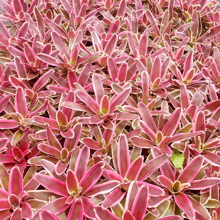 Bromeliad Neoregelia 'Raphael'