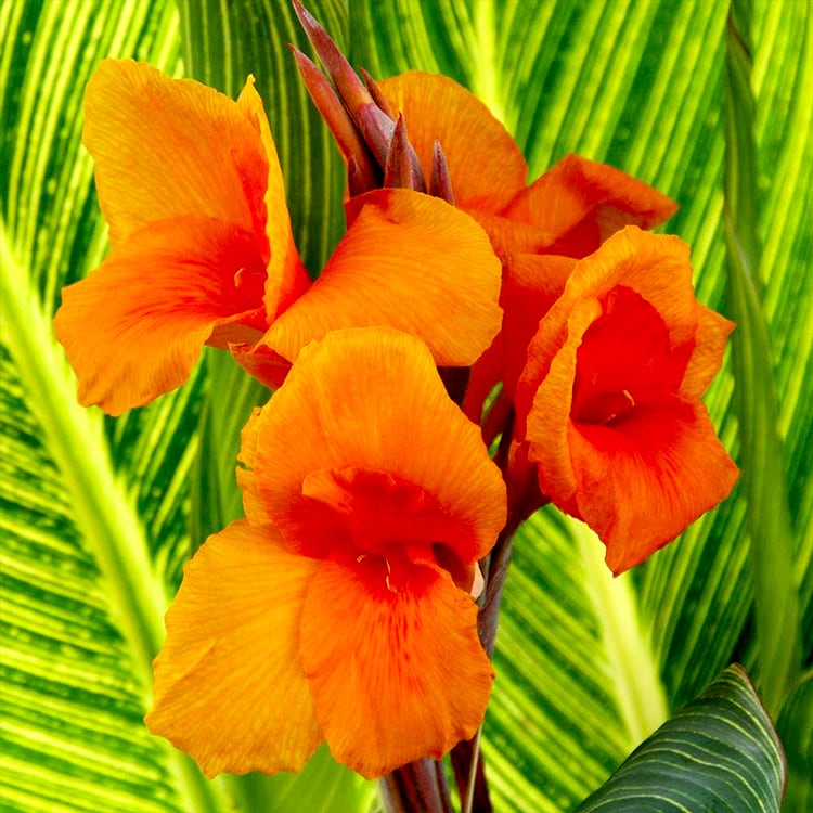 Canna Sun Splash