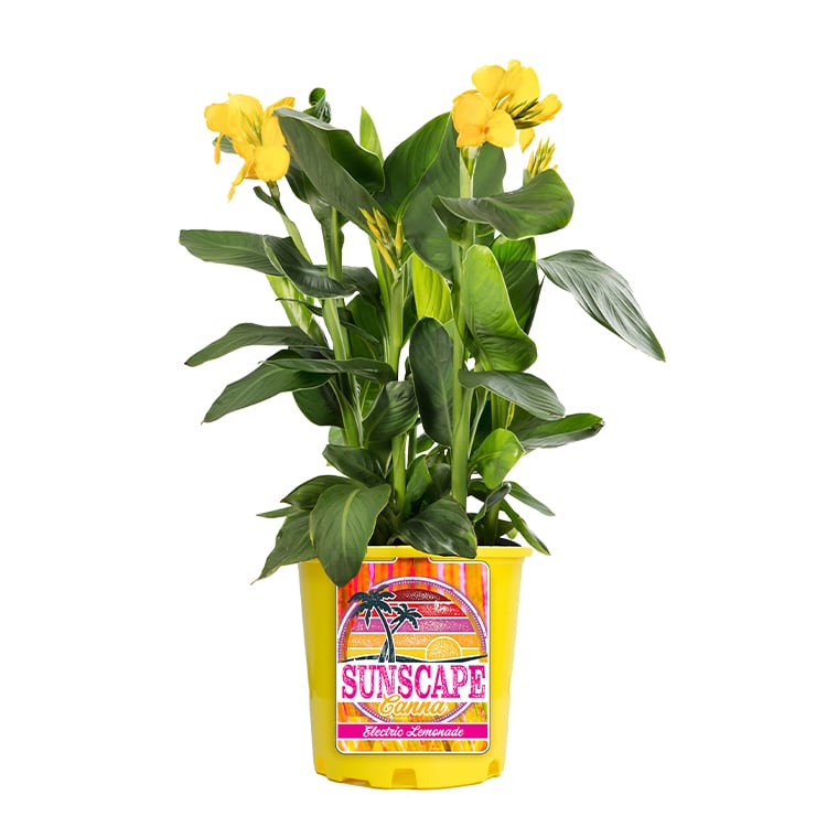 Canna Electric Lemonade