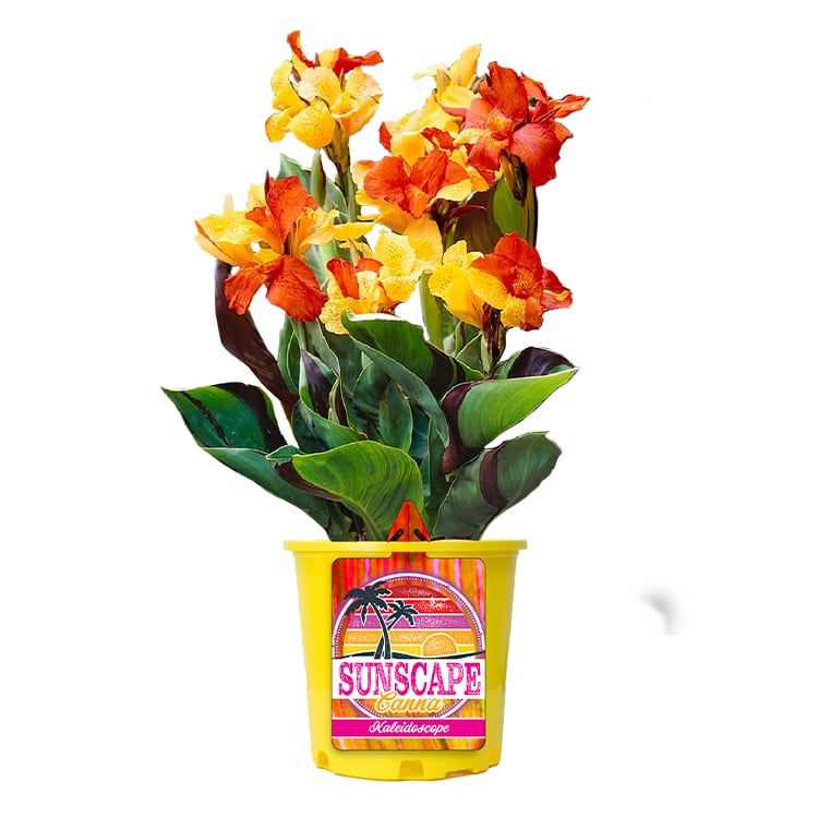 Canna Kaleidoscope