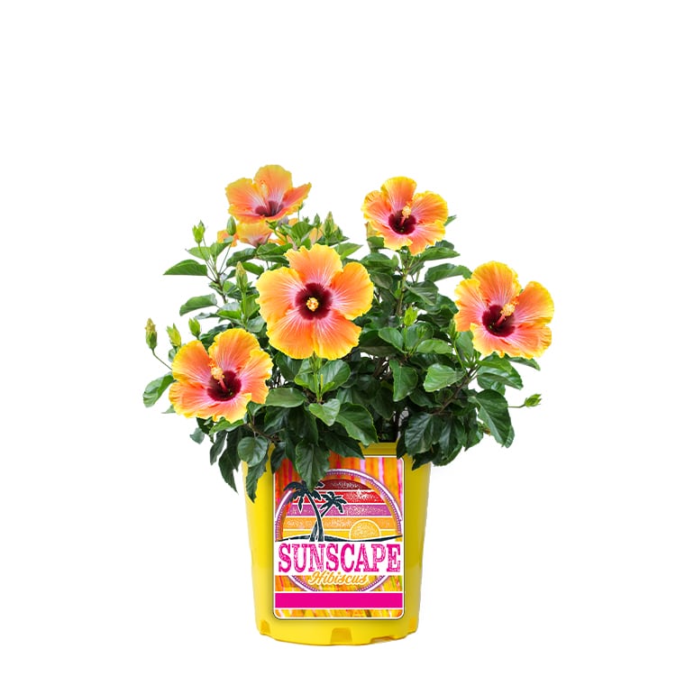 Hibiscus Sunset PPAF