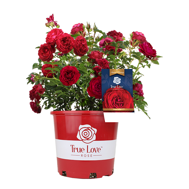 True Love PP31,575