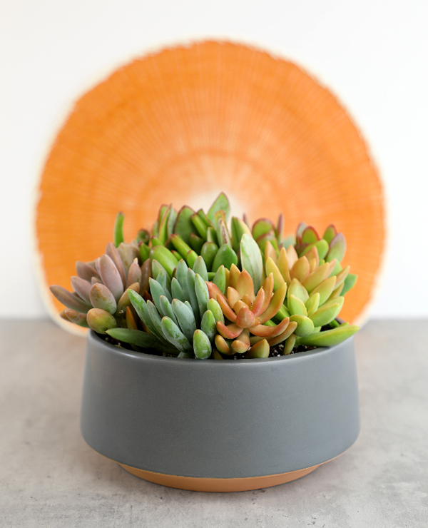 close-up photo of Smart Planet succulent