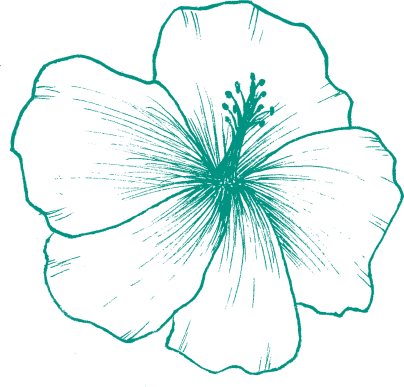 illustration of a hibiscus flower