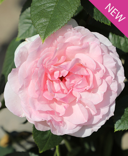 True Devotion True Bloom Roses
