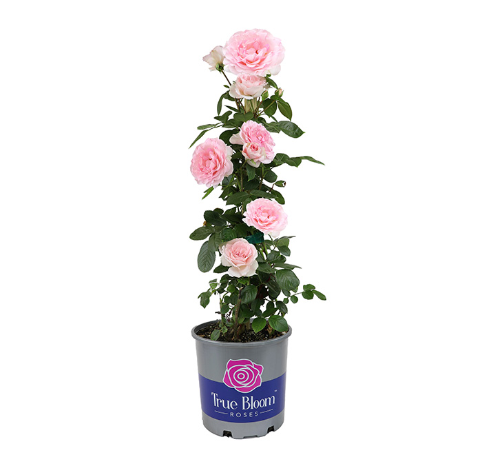 True Devotion True Bloom Roses