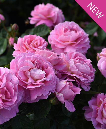 True Perfume True Bloom