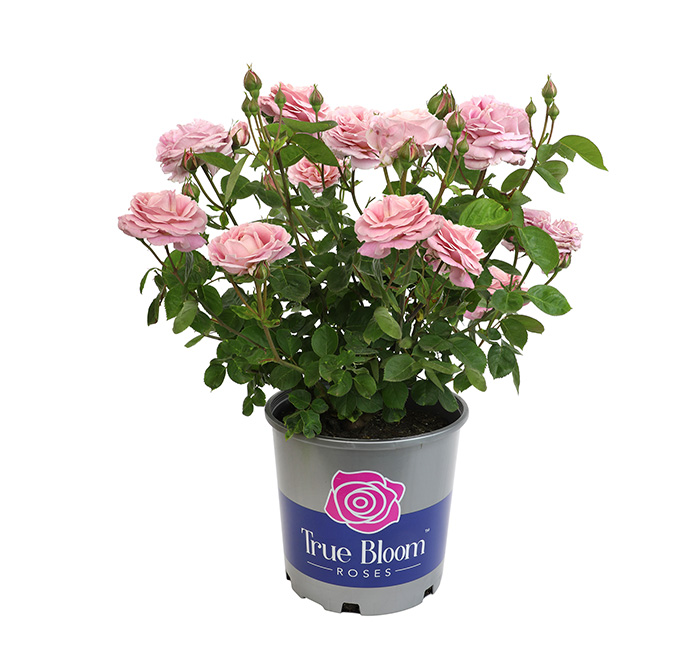 True Perfume True Bloom