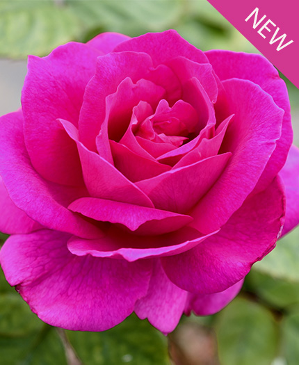 True Serenity True Bloom Roses