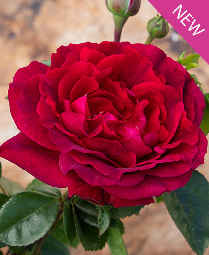 True Spirit True Bloom Roses