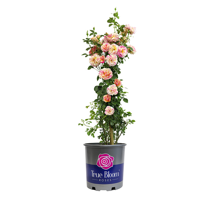 True Delight True Bloom Roses
